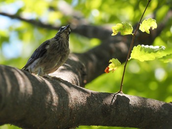 White-cheeked Starling 兵庫県尼崎市元浜緑地 Sun, 8/11/2019