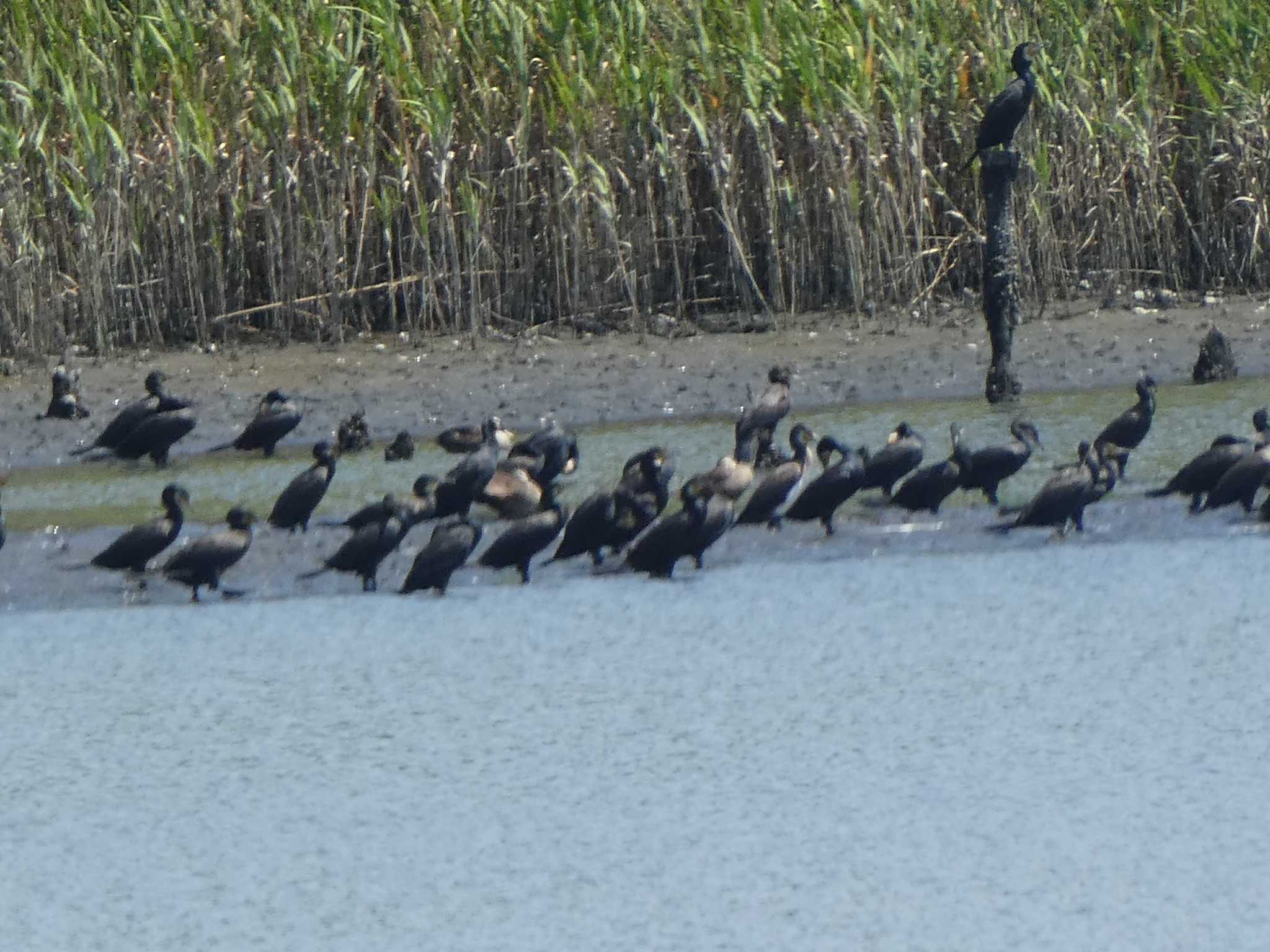 東京港野鳥公園 カワウの写真 by Kozakuraband