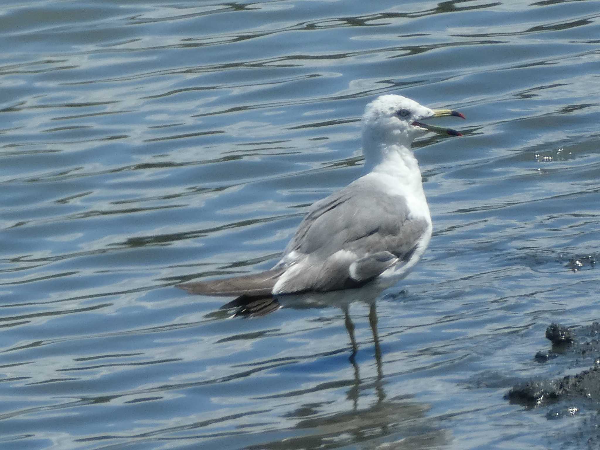 東京港野鳥公園 ウミネコの写真 by Kozakuraband