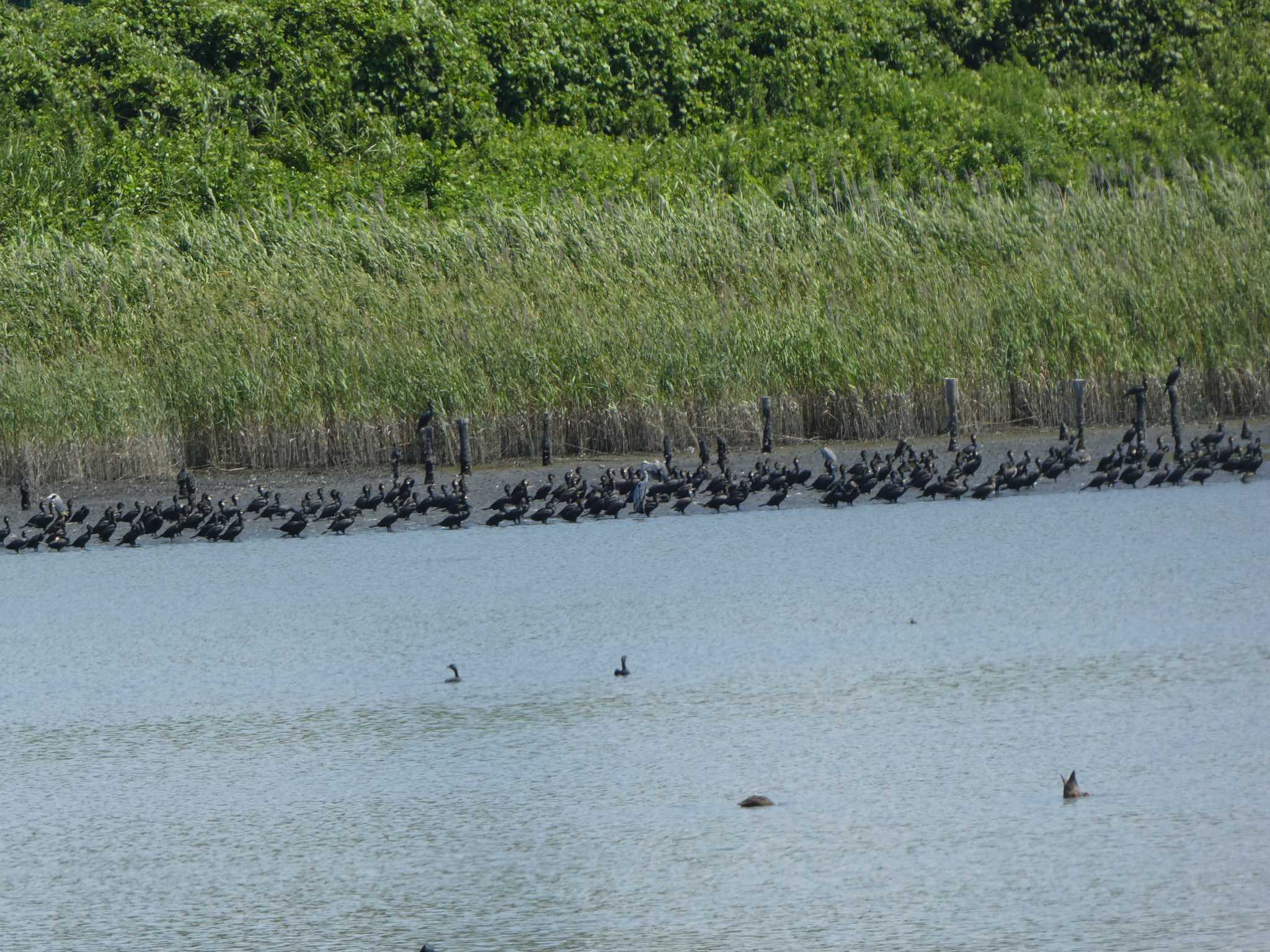 東京港野鳥公園 カワウの写真 by Kozakuraband