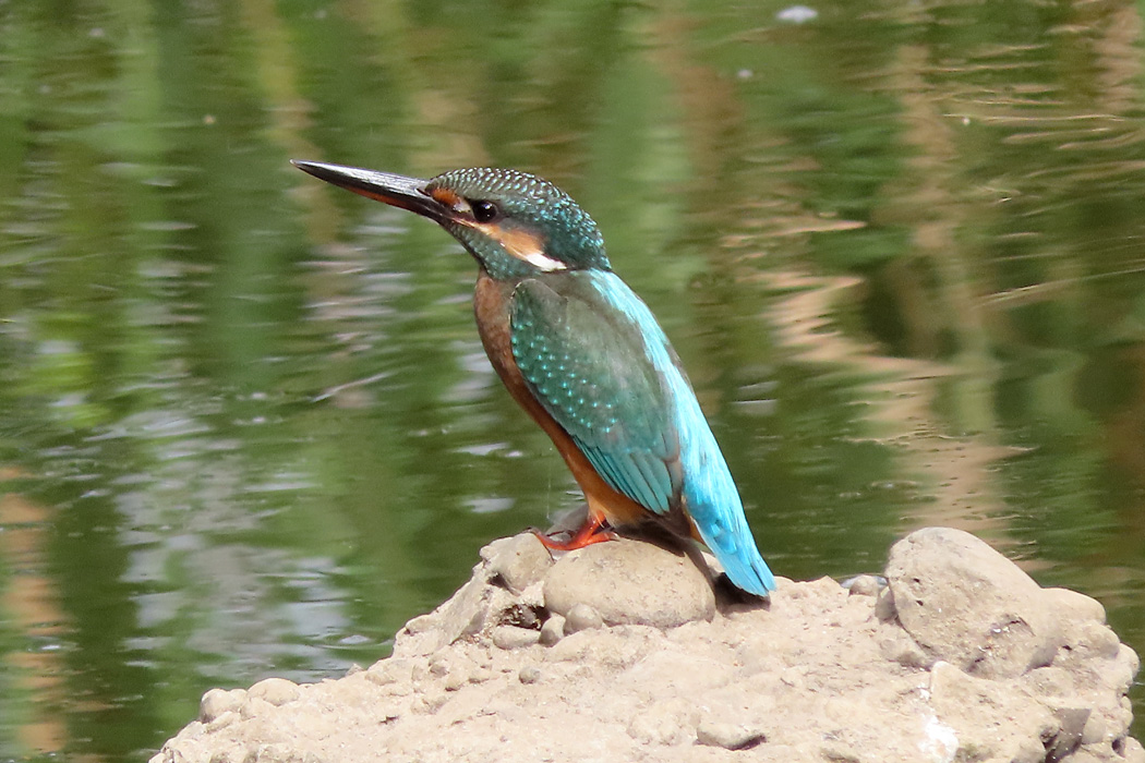 葛西臨海公園 カワセミの写真 by ぴくるす