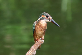 カワセミ 葛西臨海公園 2019年8月12日(月)