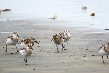 ミユビシギ ふなばし三番瀬海浜公園 2019年8月12日(月)