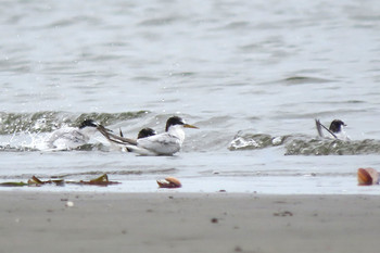 Common Tern