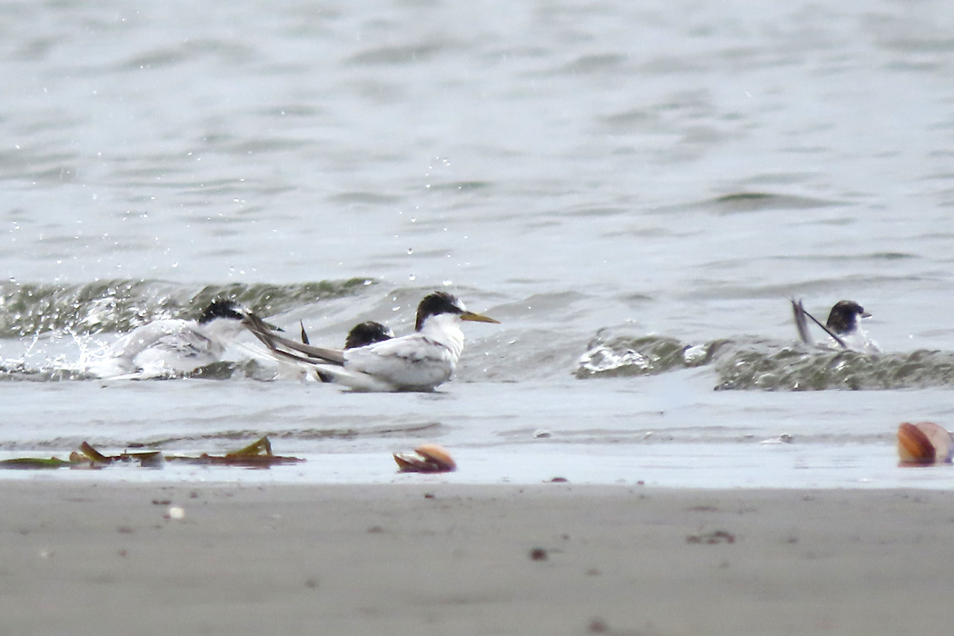 Photo of Common Tern at Sambanze Tideland by ぴくるす