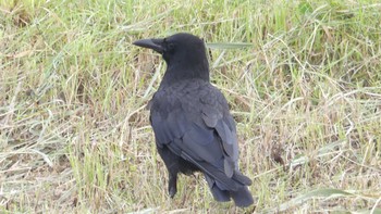 Sun, 8/11/2019 Birding report at サロベツ湿原センター(サロベツ原生花園)