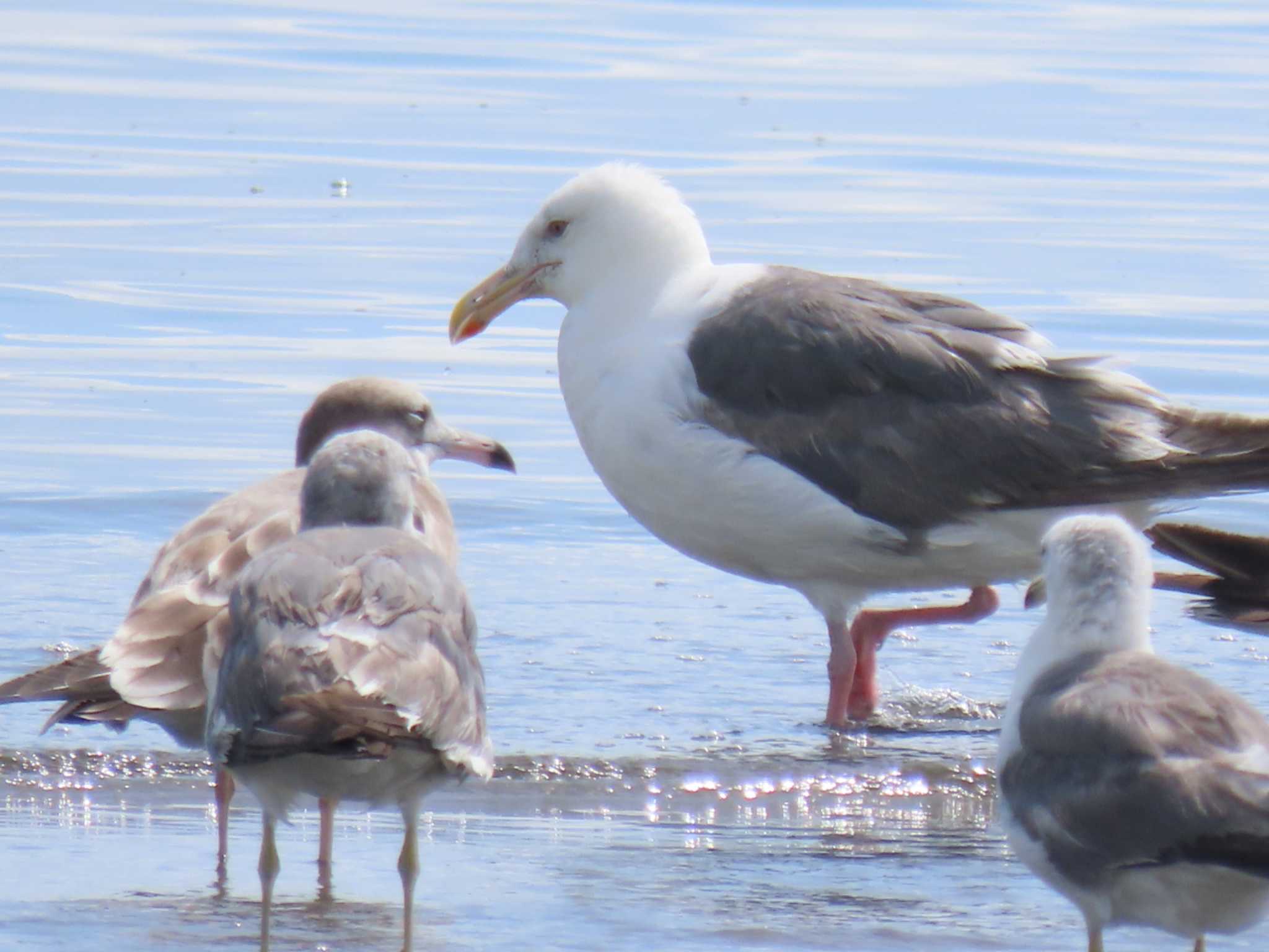 ふなばし三番瀬海浜公園 オオセグロカモメの写真 by 38