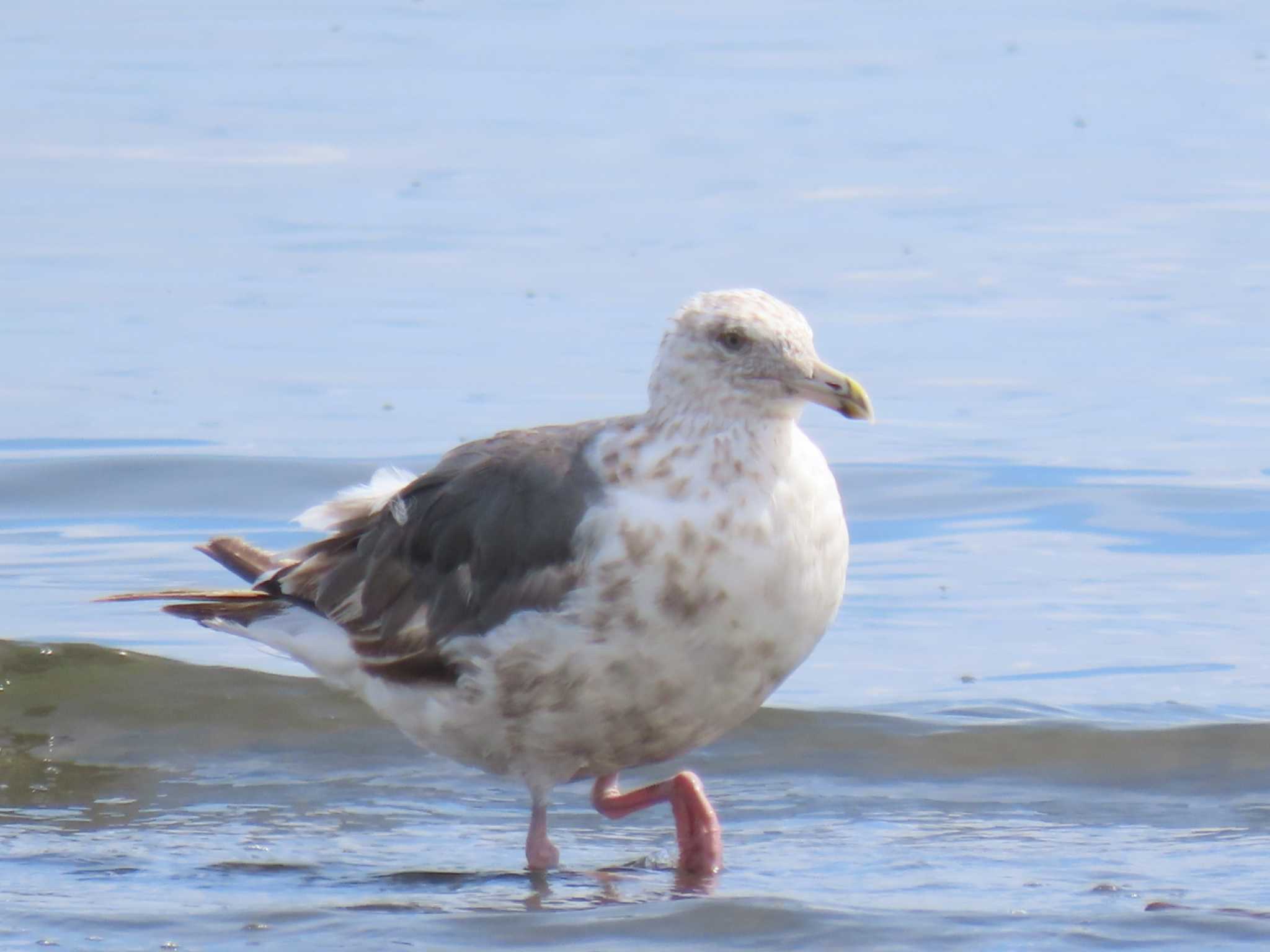 ふなばし三番瀬海浜公園 オオセグロカモメの写真 by 38