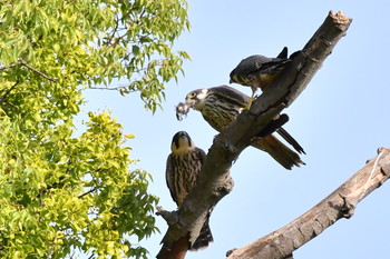 Eurasian Hobby Unknown Spots Mon, 8/12/2019