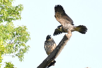 Eurasian Hobby Unknown Spots Mon, 8/12/2019