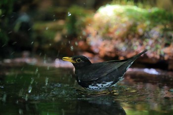 クロツグミ 場所が不明 2019年8月12日(月)