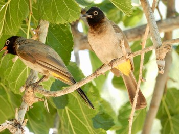 White-spectacled Bulbul