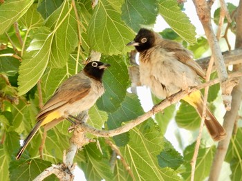 2019年8月11日(日) Tel Aviv, Israel の野鳥観察記録