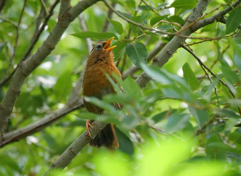 Chinese Hwamei Akigase Park Sun, 8/11/2019