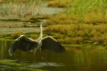 アオサギ 葛西臨海公園 2019年7月30日(火)