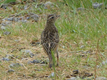 2019年8月12日(月) 多摩川河口の野鳥観察記録