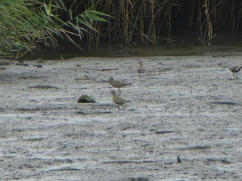 2019年8月12日(月) 六郷橋緑地の野鳥観察記録