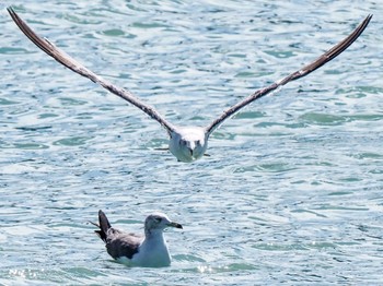 Black-tailed Gull 西宮市鳴尾浜 Tue, 8/13/2019