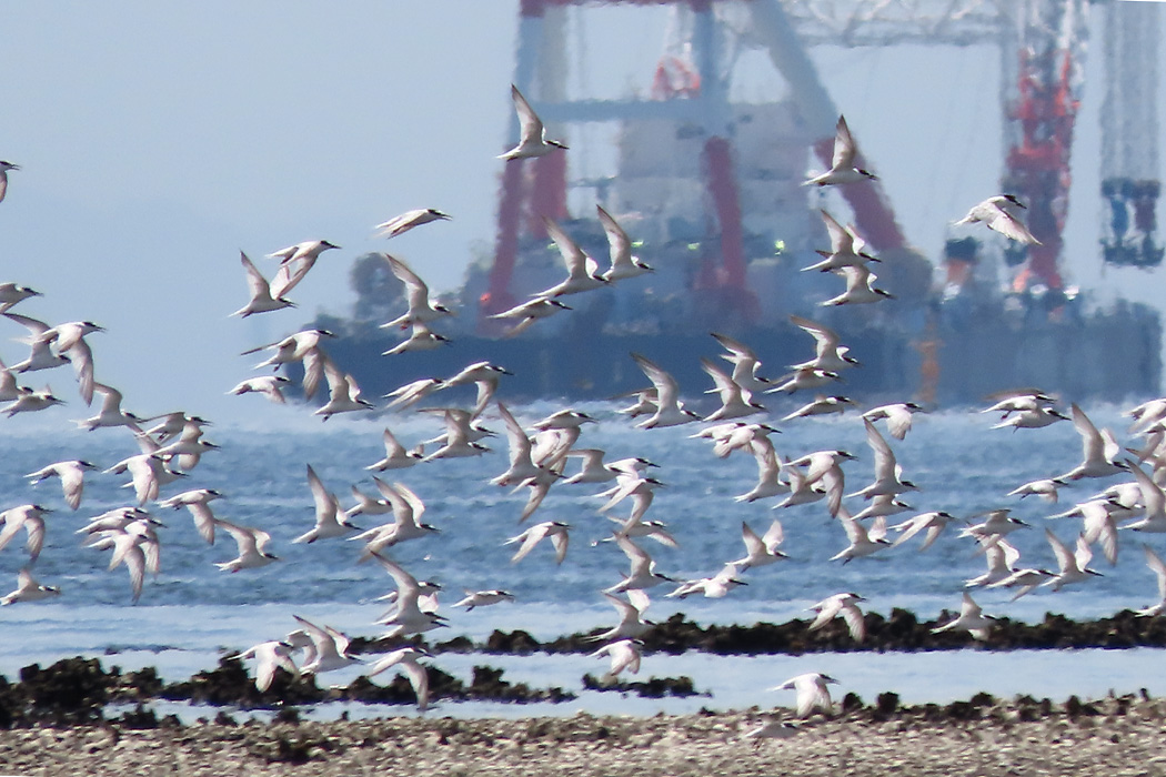 ふなばし三番瀬海浜公園 コアジサシの写真 by ぴくるす