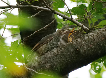 Brown-eared Bulbul さくら草公園 Sun, 8/11/2019