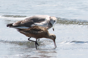 オオソリハシシギ ふなばし三番瀬海浜公園 2019年8月13日(火)