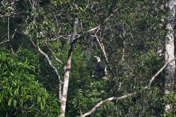 Samar Hornbill ラジャ・シカチュナ国立公園 2019年7月21日(日)