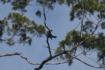 2019年7月21日(日) ラジャ・シカチュナ国立公園の野鳥観察記録