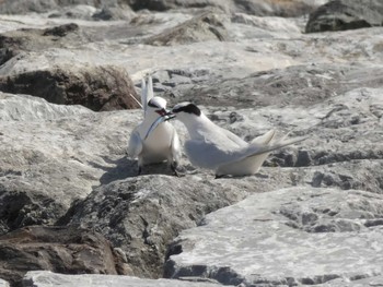 Black-naped Tern Yoron Island Mon, 8/12/2019