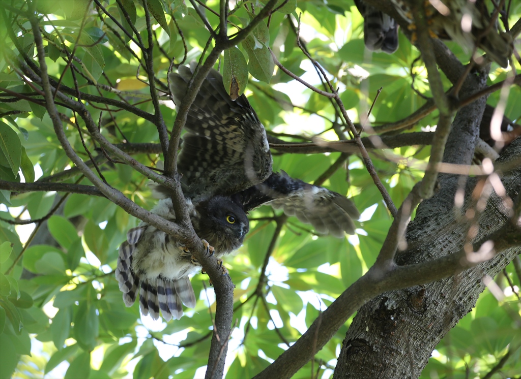 神奈川 アオバズクの写真 by テツ