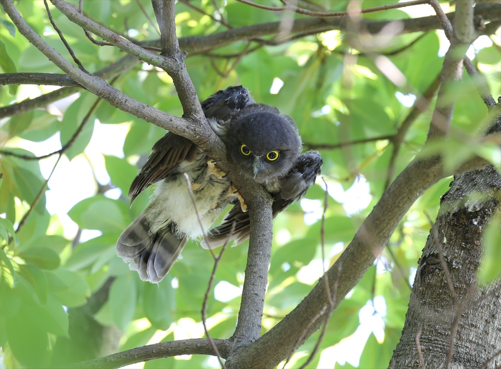 神奈川 アオバズクの写真 by テツ