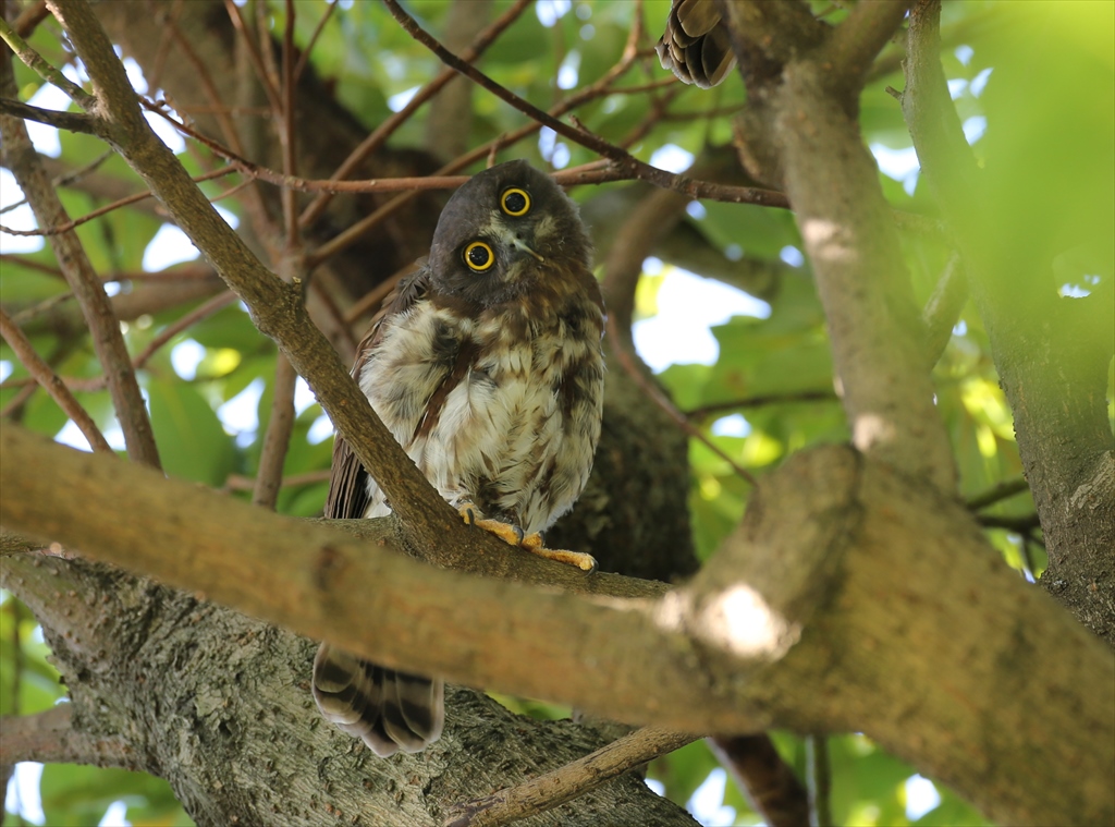 神奈川 アオバズクの写真 by テツ