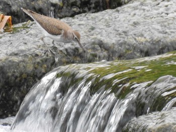 2019年8月14日(水) 高野川、京都の野鳥観察記録