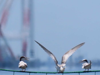 コアジサシ ふなばし三番瀬海浜公園 2019年8月13日(火)