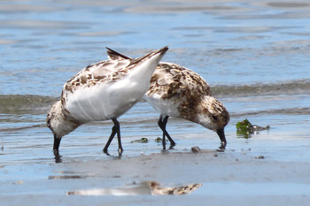 ミユビシギ ふなばし三番瀬海浜公園 2019年8月13日(火)