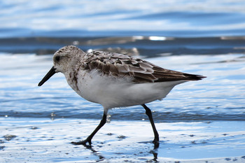 ミユビシギ ふなばし三番瀬海浜公園 2019年8月13日(火)