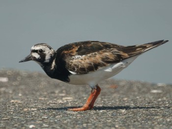 2019年8月11日(日) 茅ヶ崎漁港の野鳥観察記録