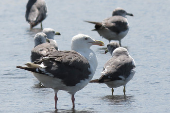 オオセグロカモメ ふなばし三番瀬海浜公園 2019年8月13日(火)