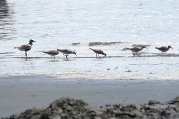 ダイゼン ふなばし三番瀬海浜公園 2019年8月13日(火)