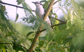 Pied Triller