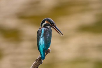 カワセミ 葛西臨海公園 2019年8月14日(水)