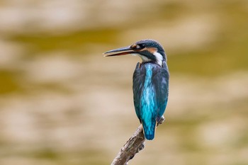 カワセミ 葛西臨海公園 2019年8月14日(水)