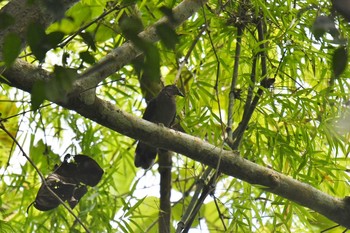 Amethyst Brown Dove Bilar Sun, 7/21/2019