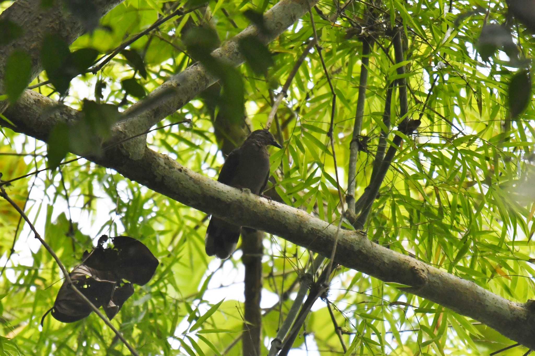 Photo of Amethyst Brown Dove at Bilar by あひる