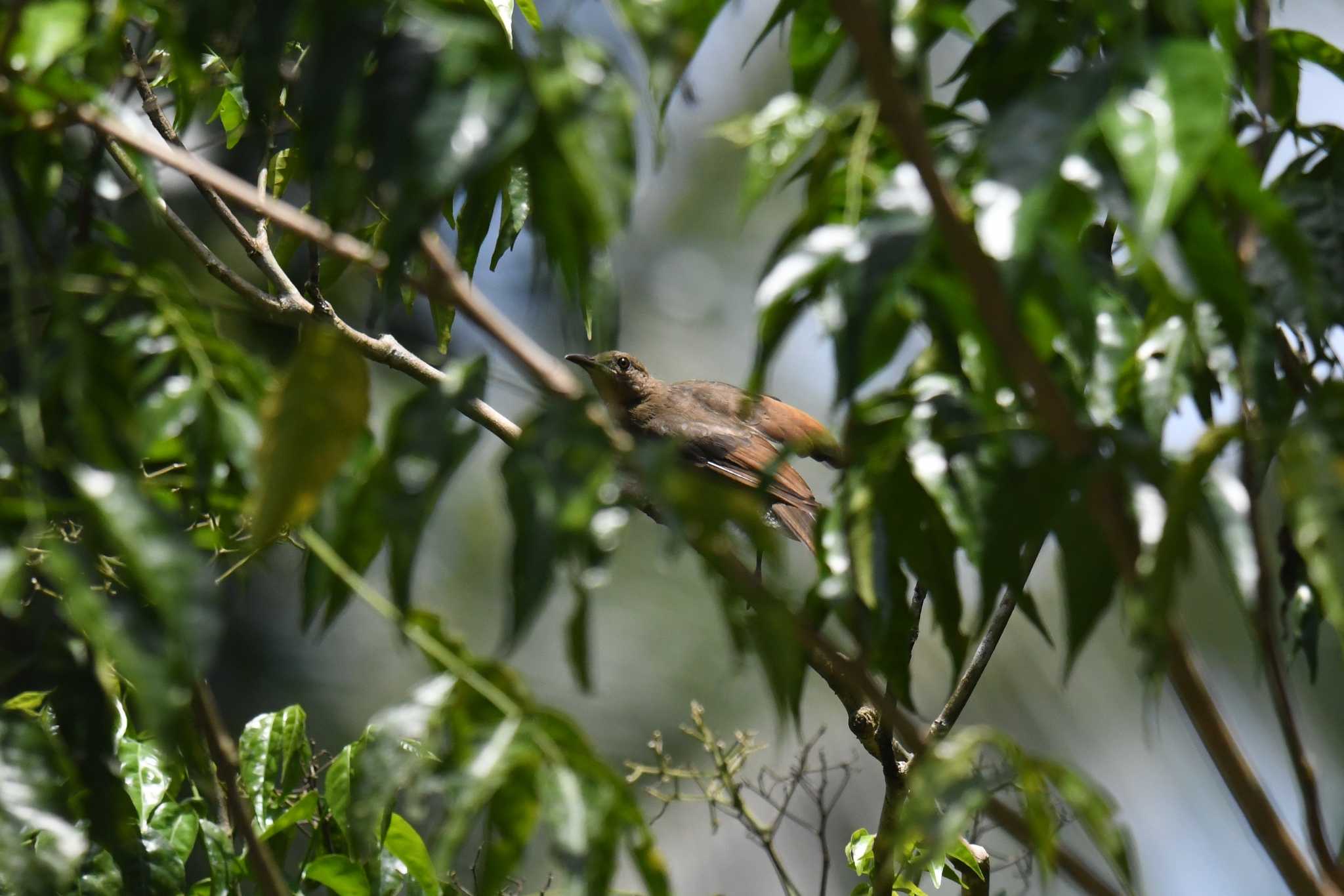 Photo of Philippine Bulbul at Bilar by あひる