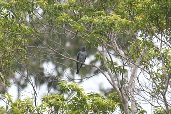 Bar-bellied Cuckooshrike Bilar Sun, 7/21/2019