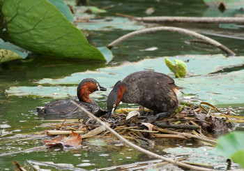 Little Grebe Unknown Spots Mon, 8/12/2019