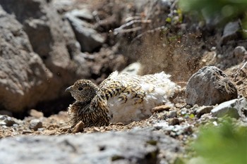 ライチョウ 乗鞍岳 2019年8月9日(金)