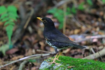 クロツグミ 場所が不明 2019年8月12日(月)