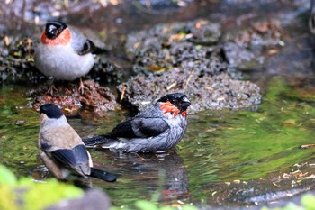 Fri, 8/9/2019 Birding report at Okuniwaso(Mt. Fuji)