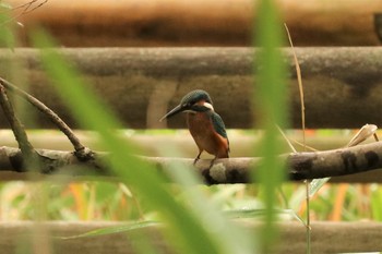 2019年8月14日(水) 国営ひたち海浜公園の野鳥観察記録